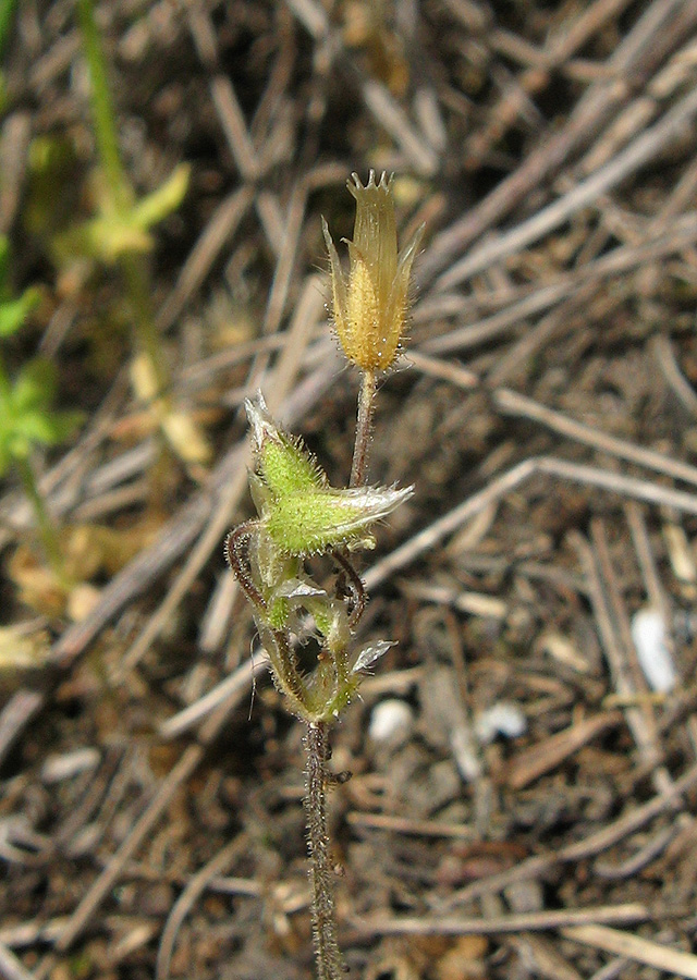 Image of Cerastium semidecandrum specimen.