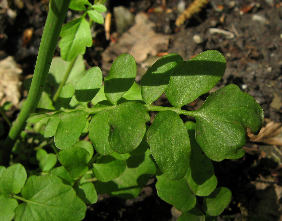 Image of Cardamine tenera specimen.