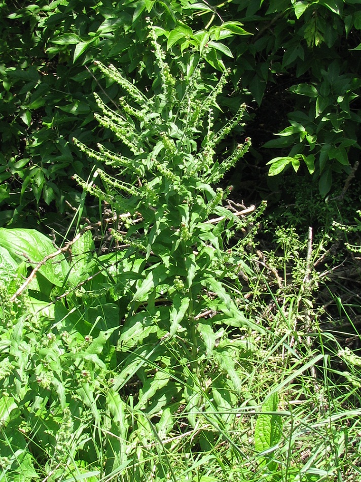 Изображение особи Cynoglossum officinale.