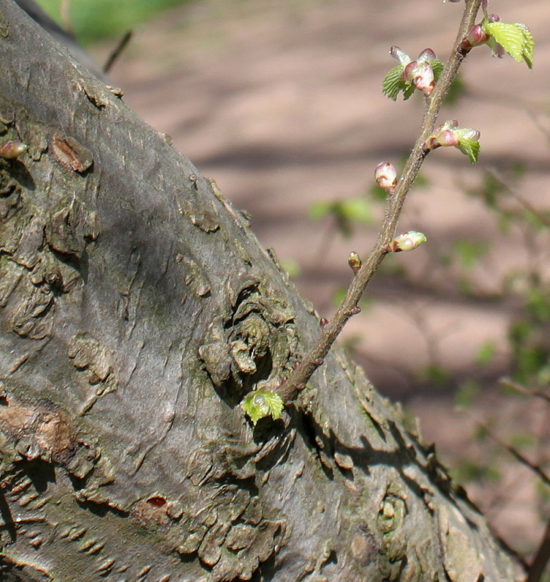 Image of Ulmus × hollandica specimen.