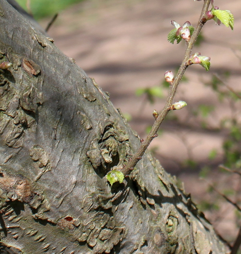 Image of Ulmus &times; hollandica specimen.