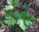 Rubus saxatilis. Молодое растение с двумя первыми листами, имеющими признаки пятичленности. Украина, Киевская обл., Вышгородский р-н, севернее с. Лебедевка, левый берег дренажного канала, сосновый лес. 19 мая 2013 г.