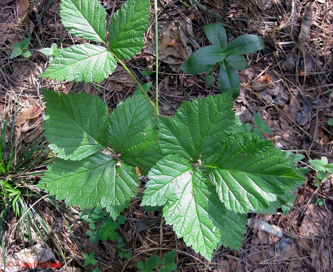 Изображение особи Rubus saxatilis.