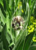 Centaurea triumfettii