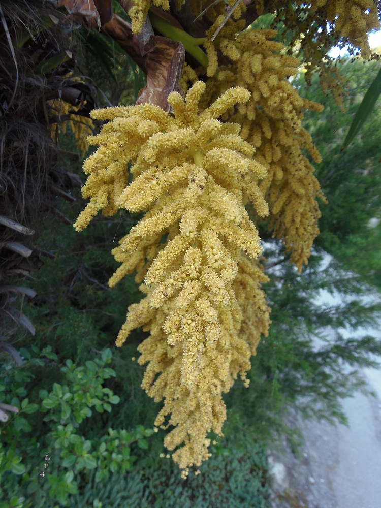 Image of Trachycarpus fortunei specimen.
