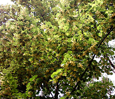 Image of Tilia cordata specimen.