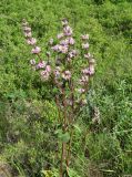 Phlomoides tuberosa. Верхушка цветущего растения. Крым, Белогорский р-н, окр. с. Земляничное, у дороги. 31 мая 2013 г.