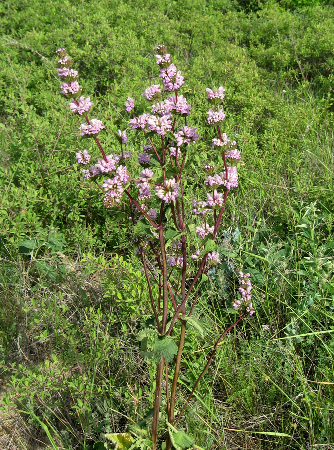 Image of Phlomoides tuberosa specimen.