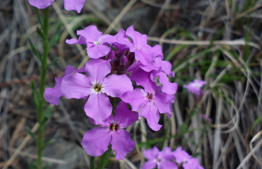 Image of Clausia aprica specimen.