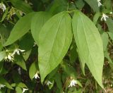 Philadelphus