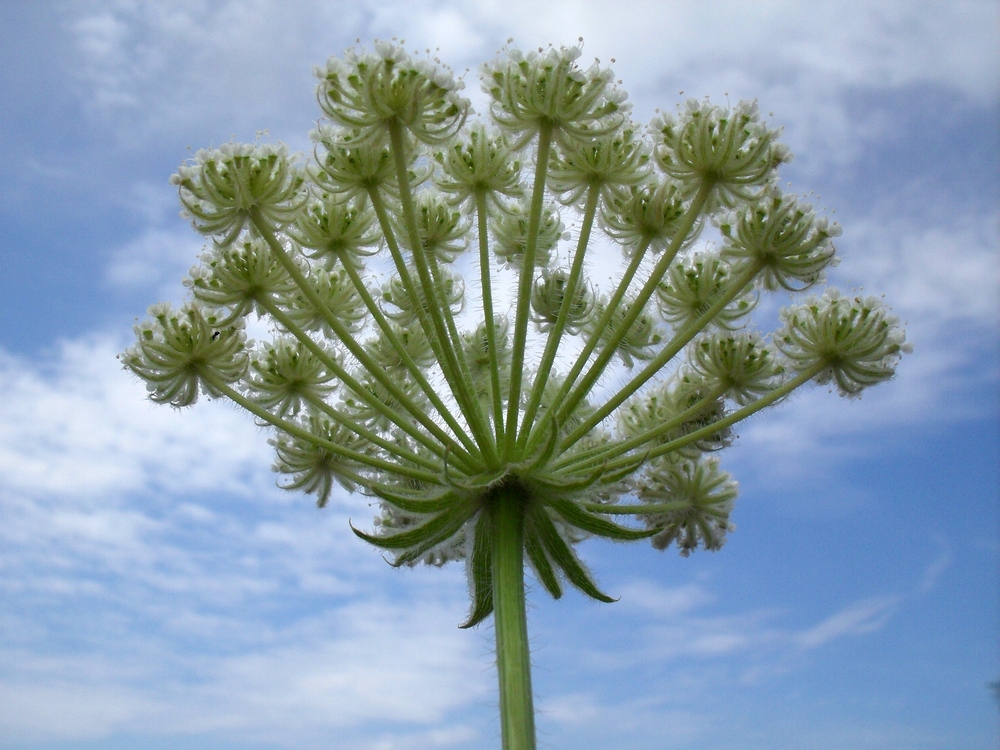 Image of Laserpitium hispidum specimen.