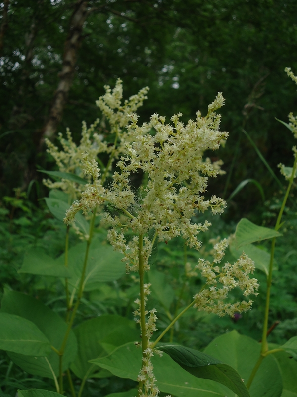 Изображение особи Aconogonon weyrichii.