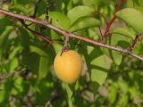 Armeniaca vulgaris