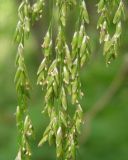 Glyceria lithuanica