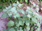 Solanum nigrum ssp. schultesii