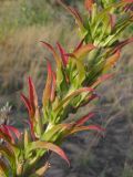 Oenothera biennis