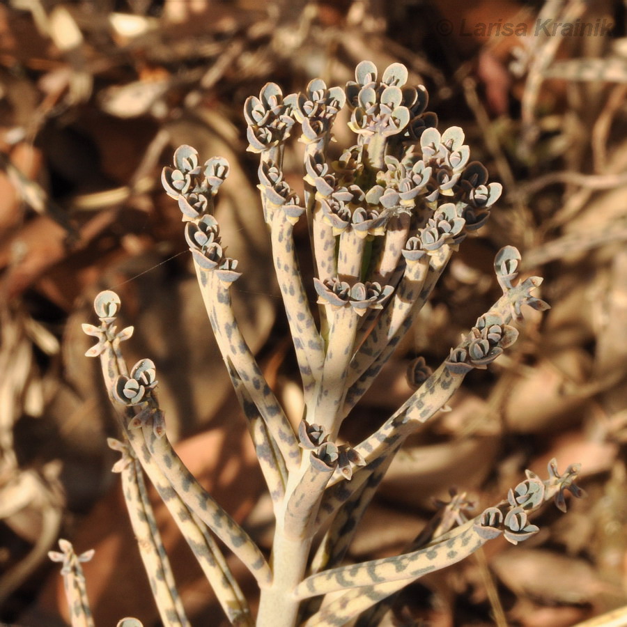 Image of Kalanchoe tubiflora specimen.