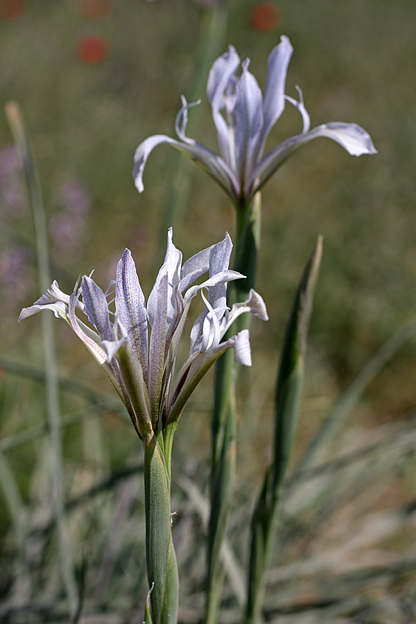 Изображение особи Iris songarica.