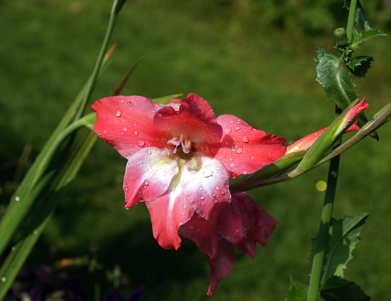 Image of Gladiolus × colvillei specimen.