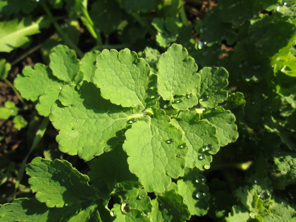 Изображение особи Chelidonium majus.