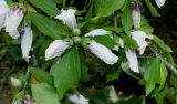 Hibiscus syriacus