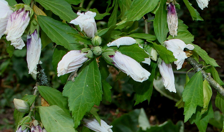 Image of Hibiscus syriacus specimen.