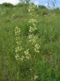 Silene chersonensis. Верхушки цветущих растений. Белгородская обл., Губкинский р-н, окр. ЛГОКа, у просёлочной дороги. 15 июня 2009 г.