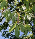 Acer cissifolium