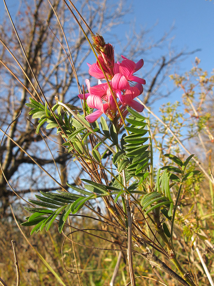 Image of Onobrychis miniata specimen.