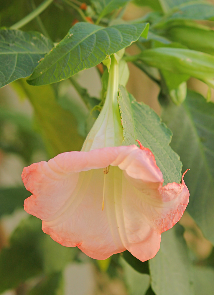 Image of Brugmansia suaveolens specimen.