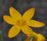 Crocus olivieri