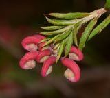 Grevillea rosmarinifolia. Верхушка побега с соцветием. Израиль, Шарон, пос. Кфар Шмариягу, сквер, в культуре. 27.01.2014.