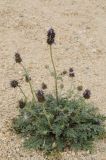 Salvia columbariae. Цветущее растение. США, Калифорния, Joshua Tree National Park. 19.02.2014.
