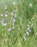 Astragalus sulcatus