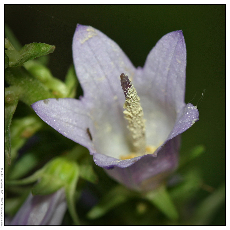 Изображение особи Campanula bononiensis.