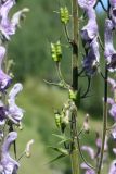 Aconitum leucostomum