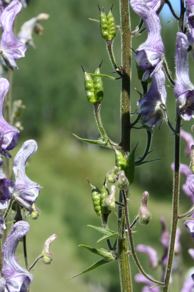 Image of Aconitum leucostomum specimen.