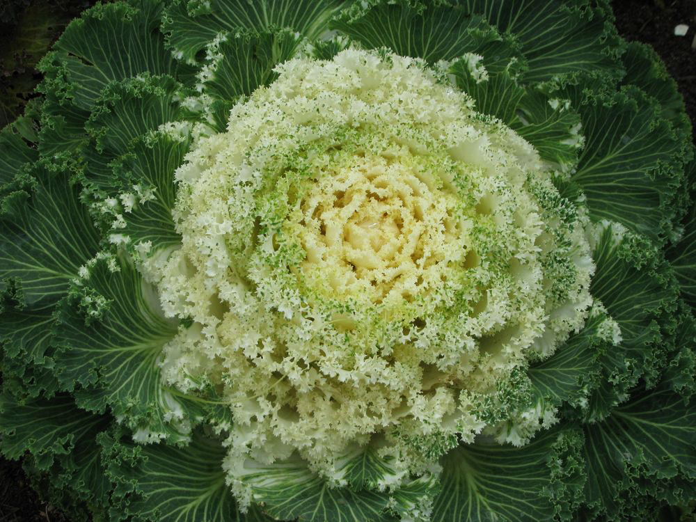 Image of Brassica oleracea var. viridis specimen.