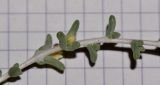 Traganum nudatum