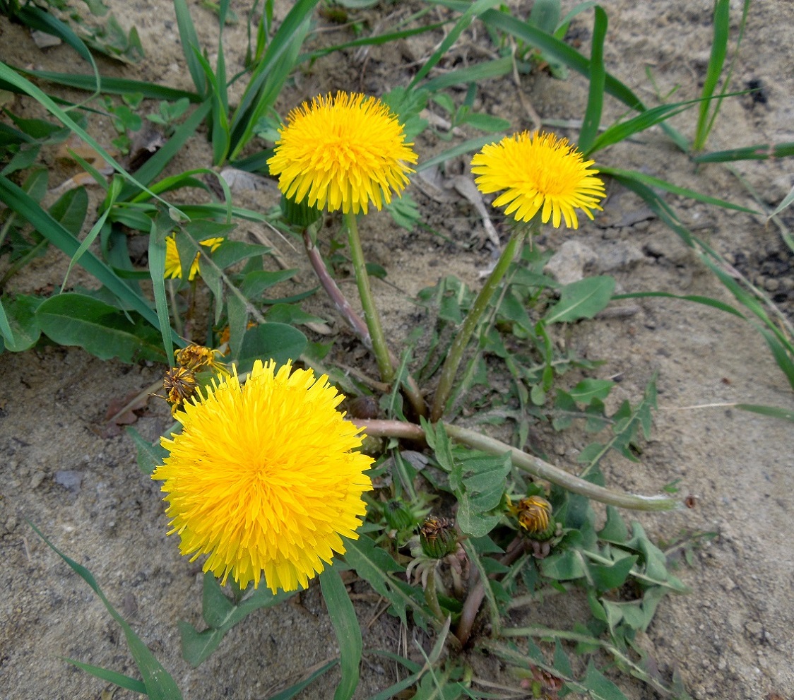 Изображение особи Taraxacum officinale.