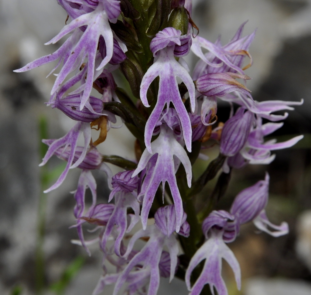 Image of Orchis italica specimen.