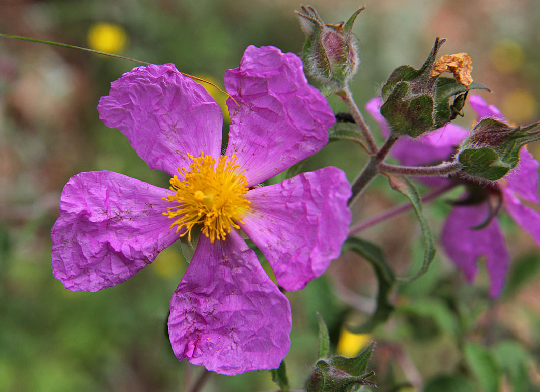 Изображение особи Cistus creticus.