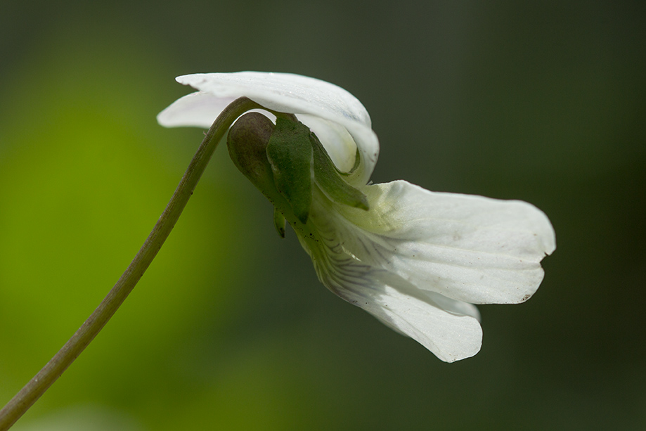 Image of Viola sororia specimen.