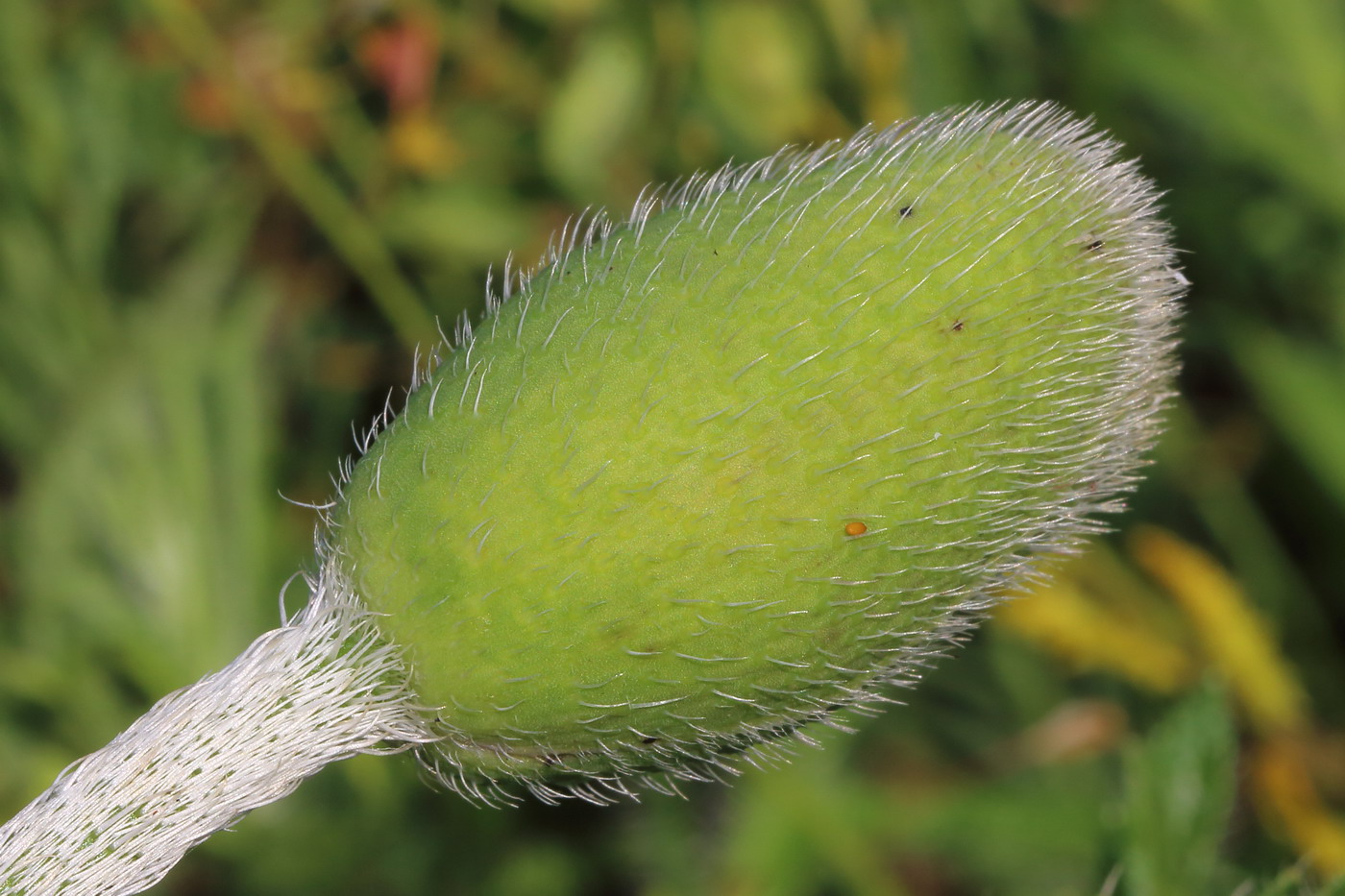 Image of Papaver orientale specimen.