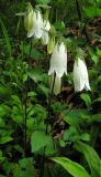 Campanula punctata