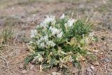 Oxytropis caespitosa. Цветущее растение. Республика Бурятия, Тарбагатайский р-н, местность Тугнуйские столбы. 11.05.2014.