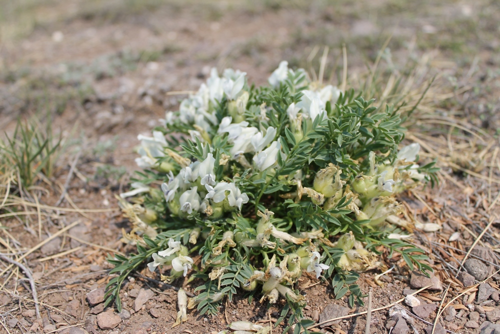 Изображение особи Oxytropis caespitosa.