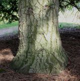 Abies grandis. Комлевая часть ствола. Германия, г. Дюссельдорф, Ботанический сад университета. 04.05.2014.