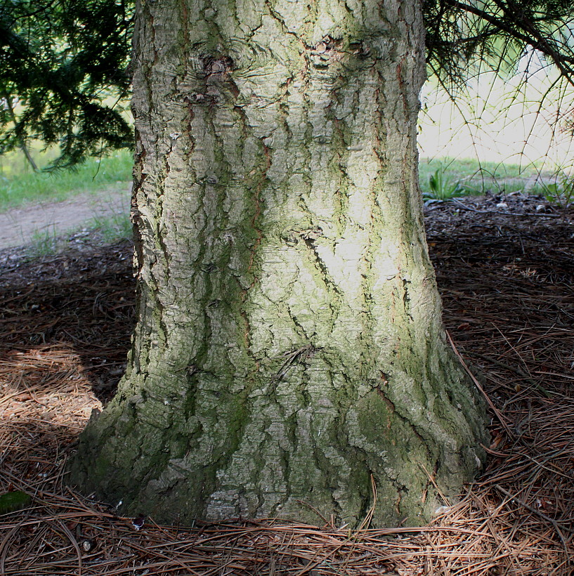 Image of Abies grandis specimen.