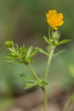 Potentilla